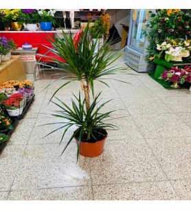 Saksı Çiçeği Marginata 2'li
